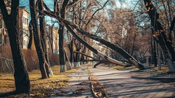 Неожиданный поворот: что стало с деревом, которое повалил ветер во Владивостоке?0