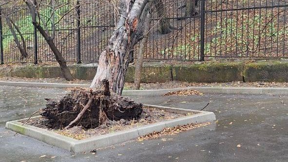 Последствия бушующей стихии: дерево вырвало с корнями во Владивостоке — фото1