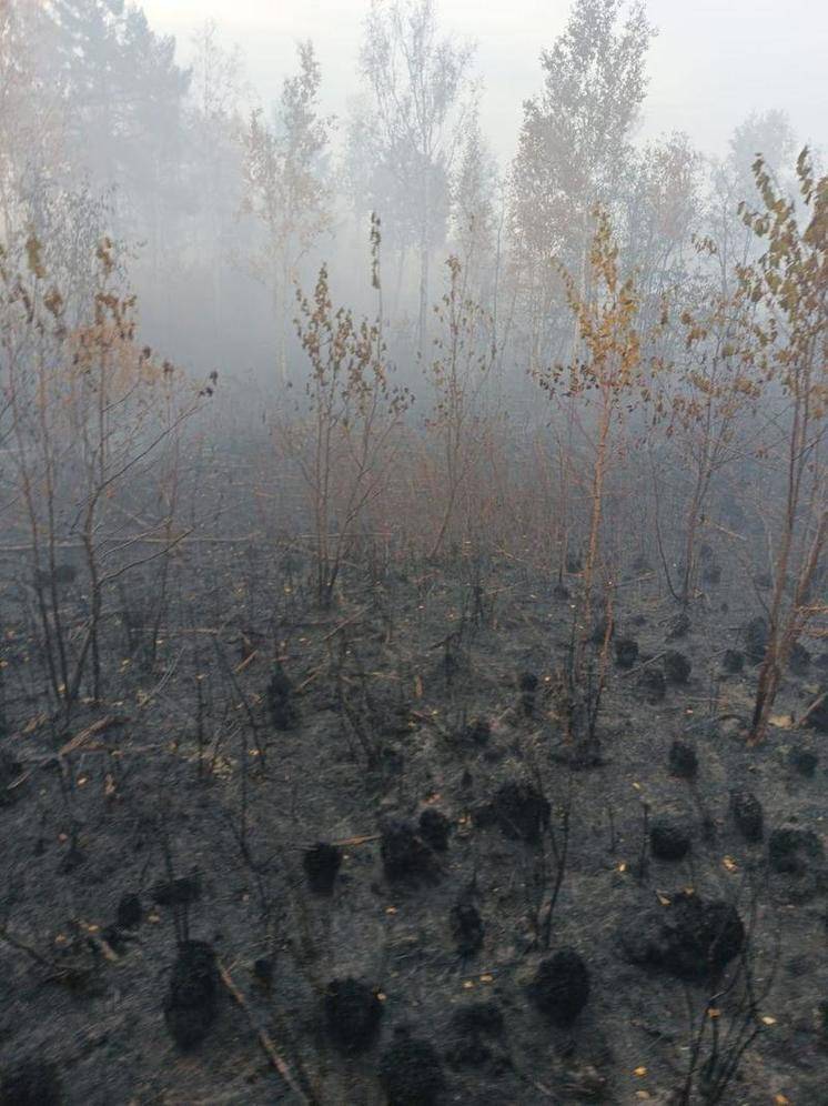 Последствия пожара показали в заказнике в Приамурье