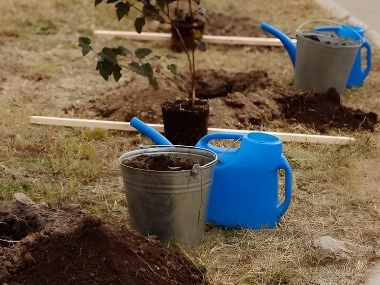 В Благовещенске высадят две сотни деревьев и кустарников