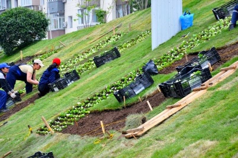 Благоустройство. Озеленение. Тематическое фото ИА PrimaMedia