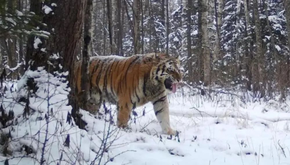 Посёлок в Хабаровском крае держит оборону от тигра-людоеда