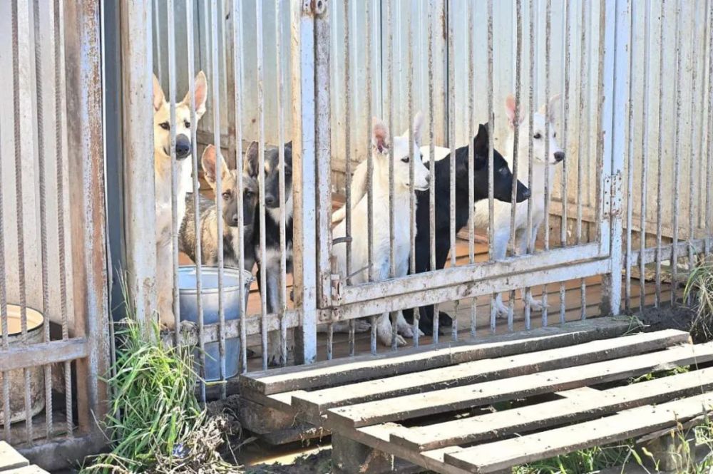 Стаю агрессивных собак поймали на улице Юнгов в Хабаровске