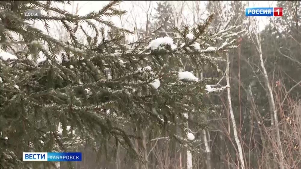 В Хабаровском крае началась акция «Ёлочка»: лесоохрана усилила контроль за рубкой хвойных деревьев