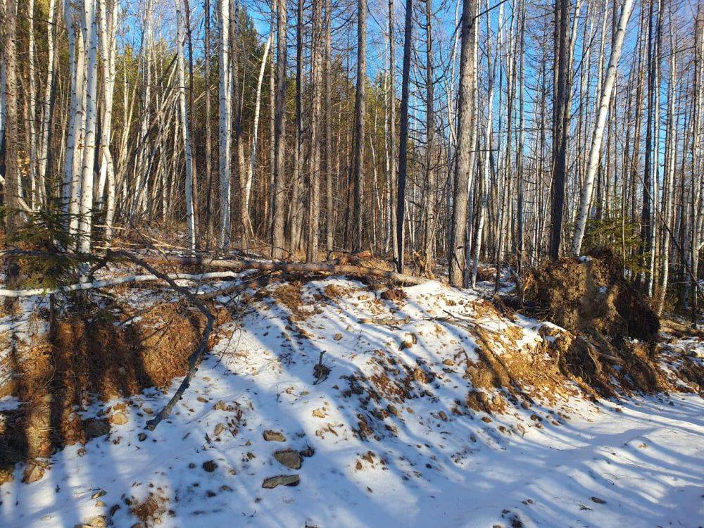 В Солнечном районе по материалам прокурорской проверки возбуждено уголовное дело о незаконной рубке лесных насаждений