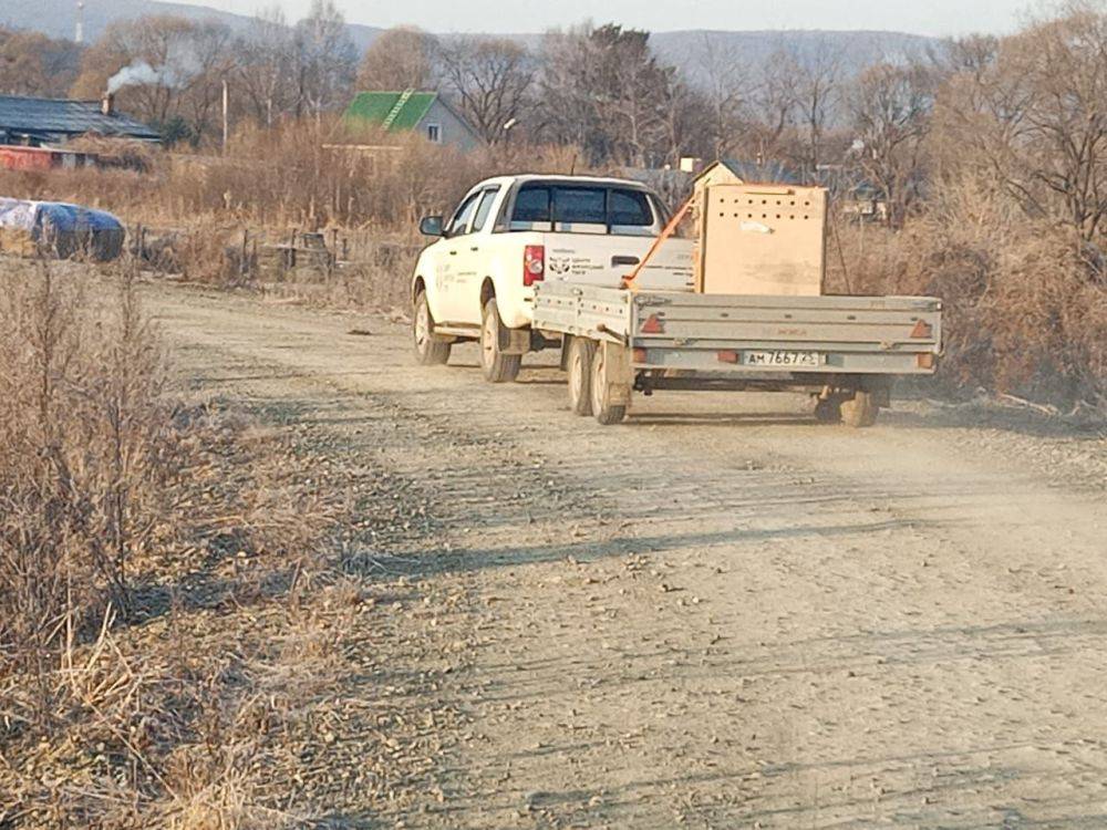 Отловленная в Хабаровском крае тигрица отправилась в зоопарк Новосибирска