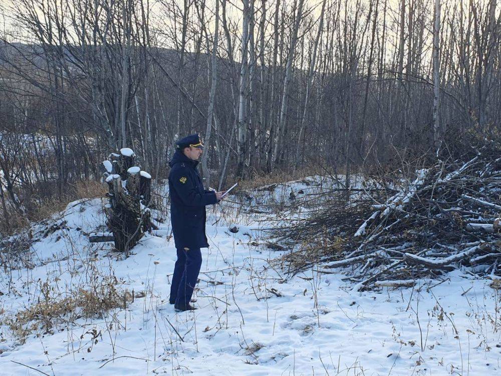 В Солнечном районе по материалам прокурорской проверки возбуждено уголовное дело о незаконной рубке лесных насаждений