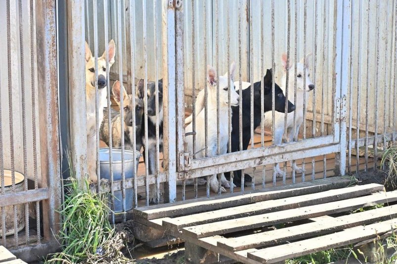 Псы пожизненно будут находиться в приюте для бездомных животных Пресс-служба администрации Хабаровска