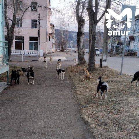 Стая бродячих собак набросилась на детей напротив администрации города в Хабаровском крае