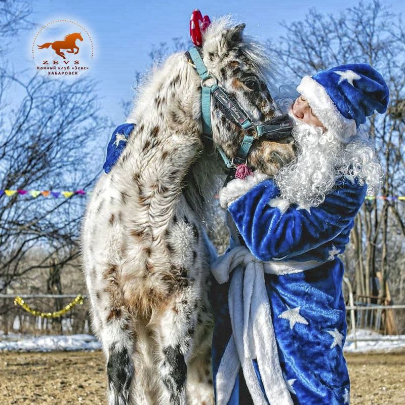 Новый год для детей-сирот пройдёт в конном клубе Хабаровска