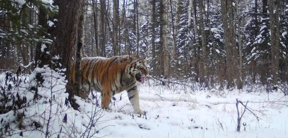 Тело убитого тигром человека нашла полиция в Хабаровском крае