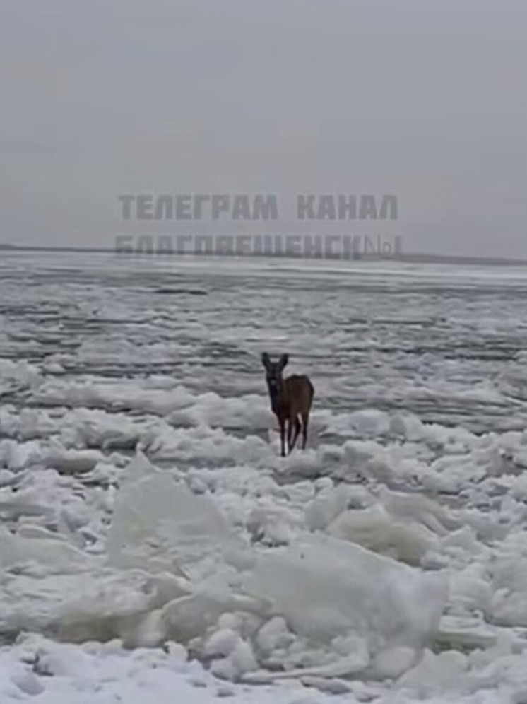 Дикая косуля вышла к людям в Благовещенске