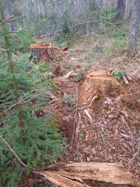 В Комсомольском районе полицейские возбудили уголовное дело о незаконной рубке лесных насаждений