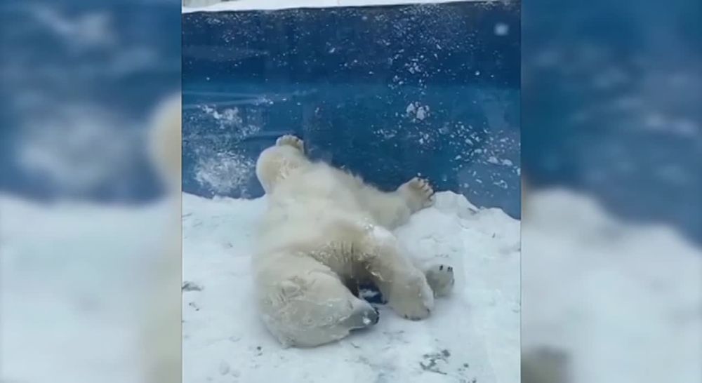 Белый медведь Алмаз из &quot;Приамурского&quot; зоосада в восторге от выпавшего снега