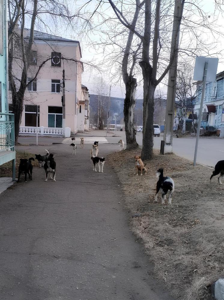 Стаи бродячих собак наводят страх на жителей Охотска и Николаевска-на-Амуре