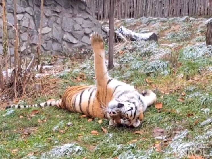 Тигр из хабаровского зоосада повалялся на первом снегу