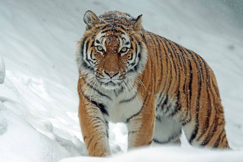 Ситуацию с хищником в поселке Корфовском прокомментировали в центре «Амурский тигр»