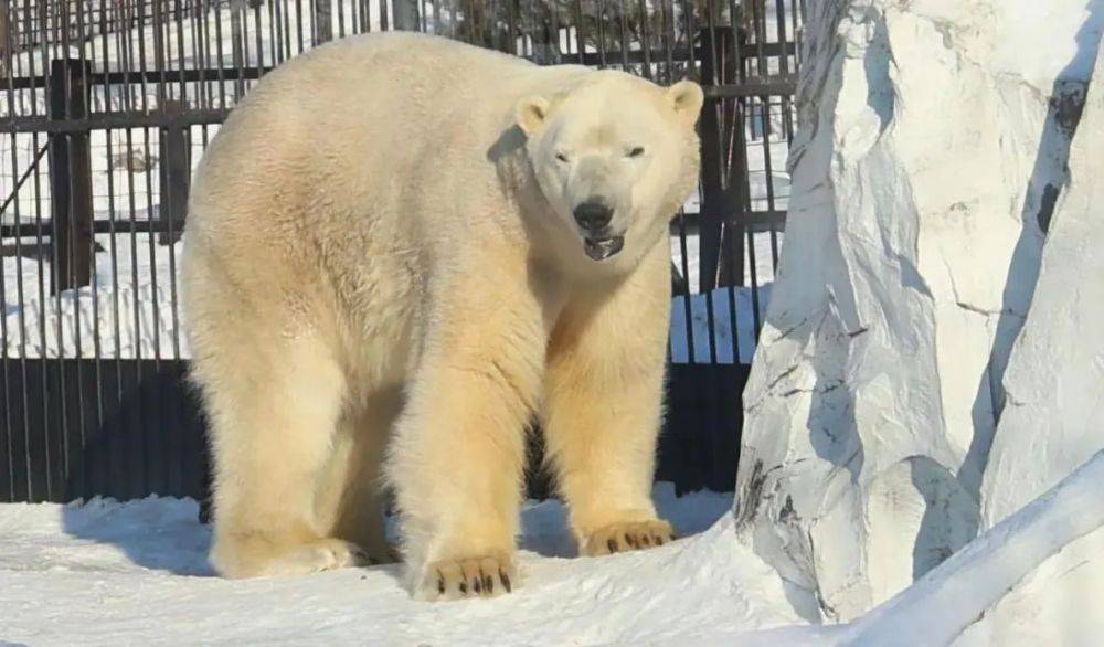 Белому медведю Алмазу из зоосада «Приамурский» исполнилось пять лет