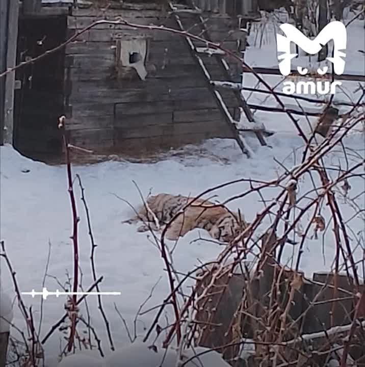 Тигр напал на человека в Хабаровском крае