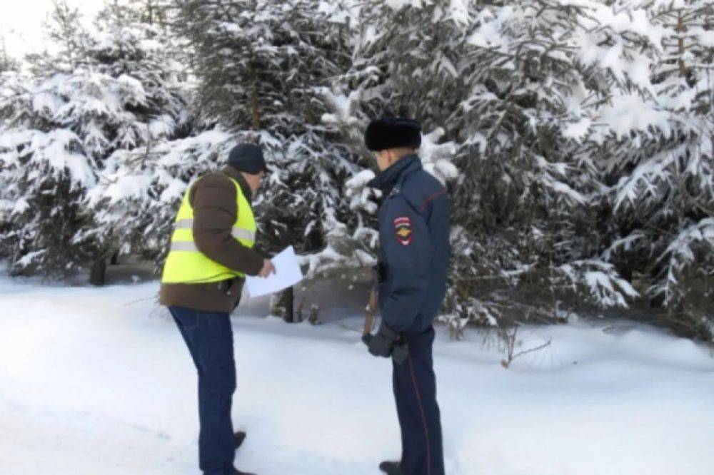 В Хабаровском крае усилили охрану ёлок в лесах в преддверии Нового года