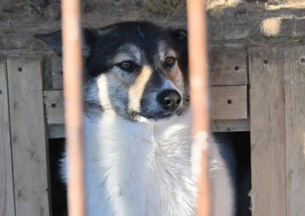 Приют для бездомных животных в Хабаровске обзавёлся ветеринарным блоком