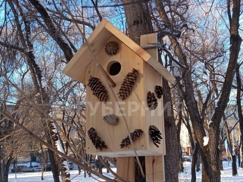 Скворечниками ручной работы украсили деревья на Амурском бульваре