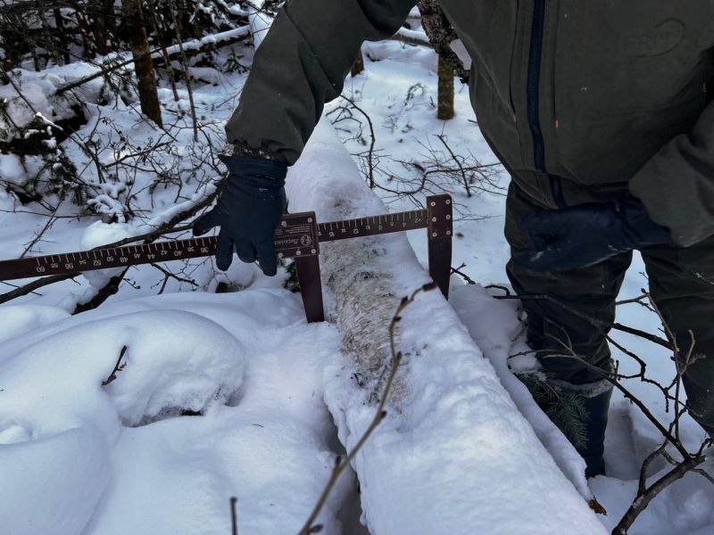 В Нанайском районе возбуждено уголовное дело о незаконной рубке лесных насаждений в особо крупном размере