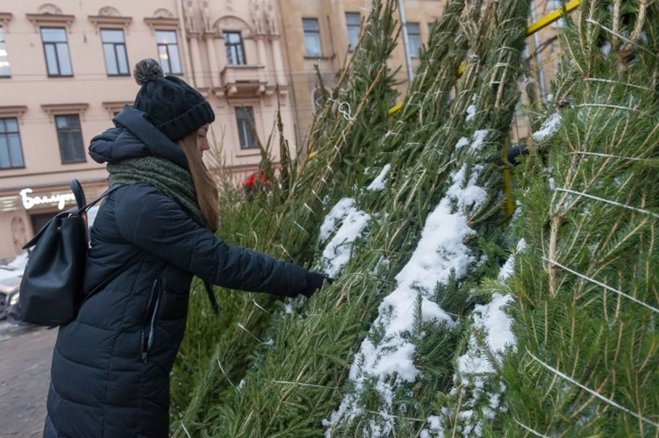 Елочные базары скоро откроются в Хабаровске0