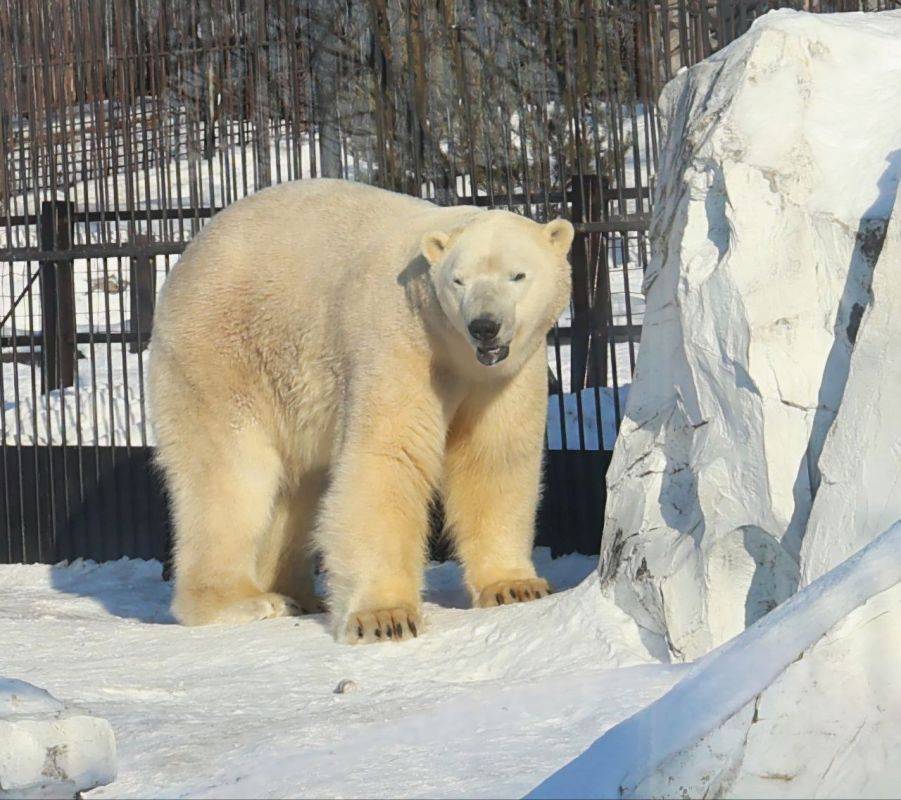 Белый медведь Алмаз отметит 5-летний юбилей в зоосаде «Приамурский»