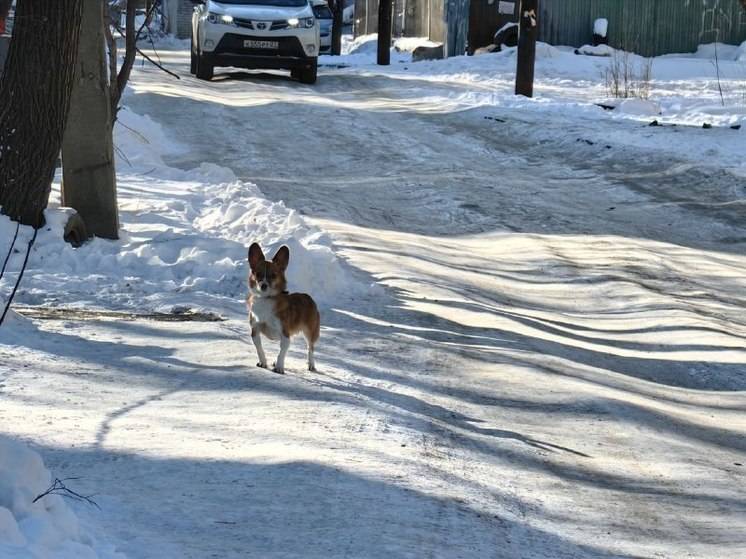 В Хабаровске дневная температура будет в пределах -13 -15 градусов