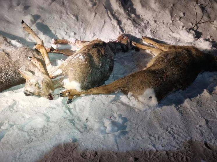 В Приамурье косули все чаще становятся жертвами браконьеров