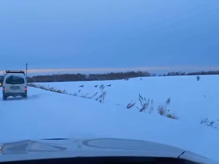 В Приамурье косули вынуждены мигрировать из-за аномального снегопада