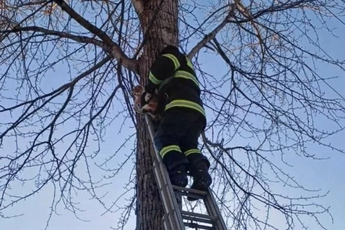 В ЕАО пожарные спасли кошку, больше суток просидевшую на дереве0