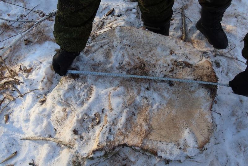 В Нанайском районе сотрудники полиции задержали подозреваемого в незаконной рубке лесных насаждений