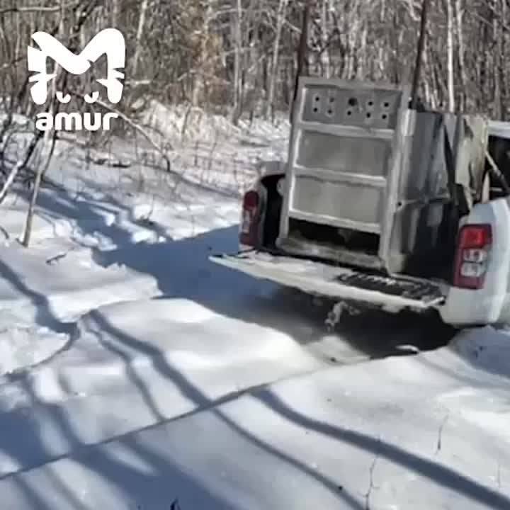 Приморцы выпустили крупного тигра — пожирателя собак на границе с Хабаровским краем