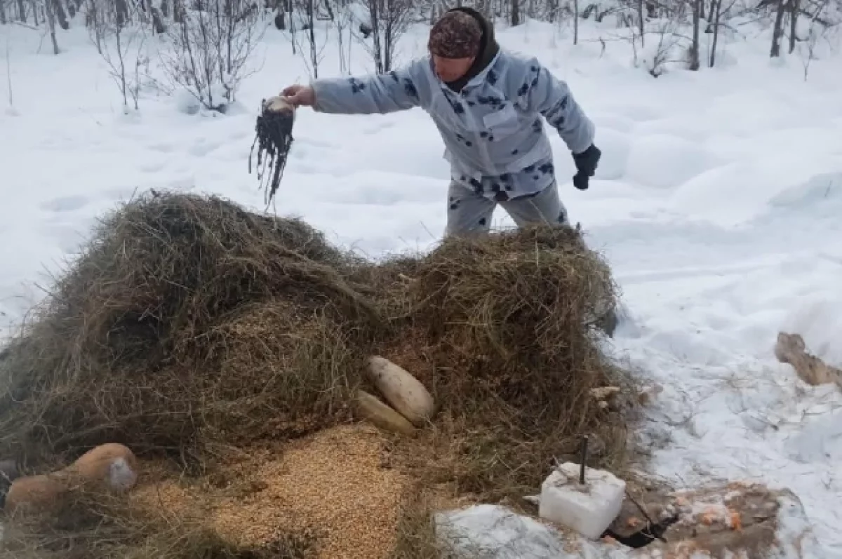 Охотники помогают копытным пережить зиму в Хабаровском крае0