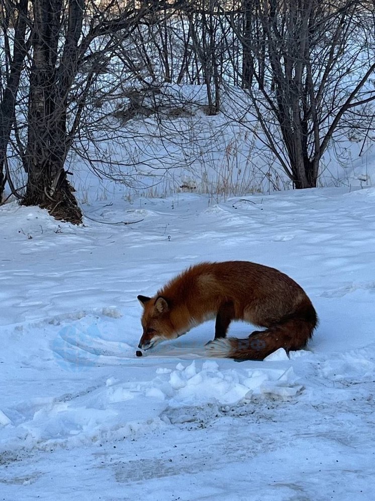 Дикая лисица полакомилась новогодними остатками в одном из городов Хабаровского края