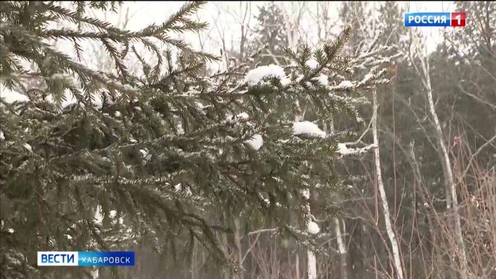 Более чем на 120 тысяч рублей оштрафованы нелегальные заготовители новогодних деревьев