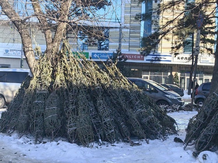  Хабаровчанам предлагают сдать новогодние елки в зоосад «Приамурский»