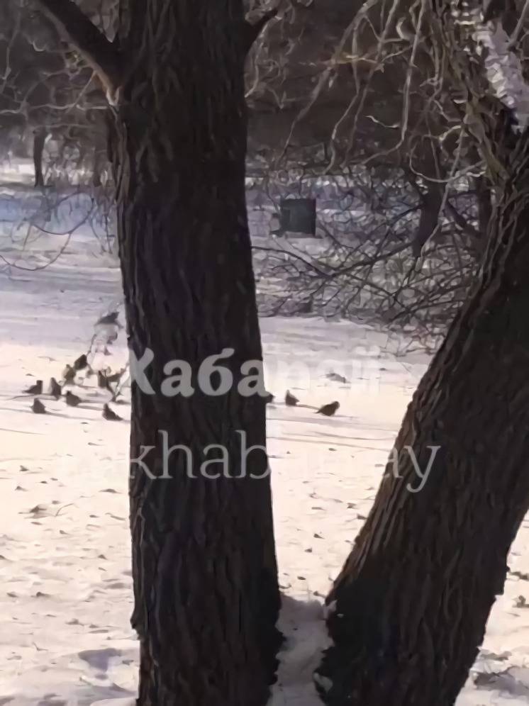 Ярких певчих птиц запечатлели в Комсомольске-на-Амуре