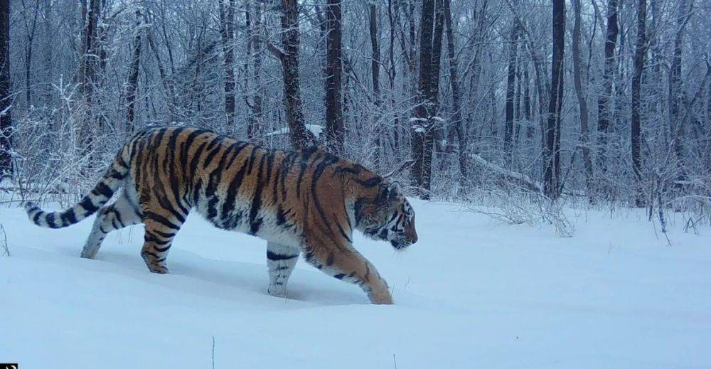 Заповедник в пригороде Хабаровска обживает тигриная династия