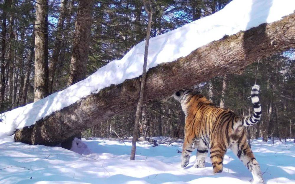 Заповедник в пригороде Хабаровска обживает тигриная династия