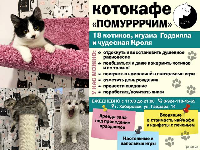 «АиФ-Дальинформ» объявляет конкурс фотографий «Мартовская кошка»1