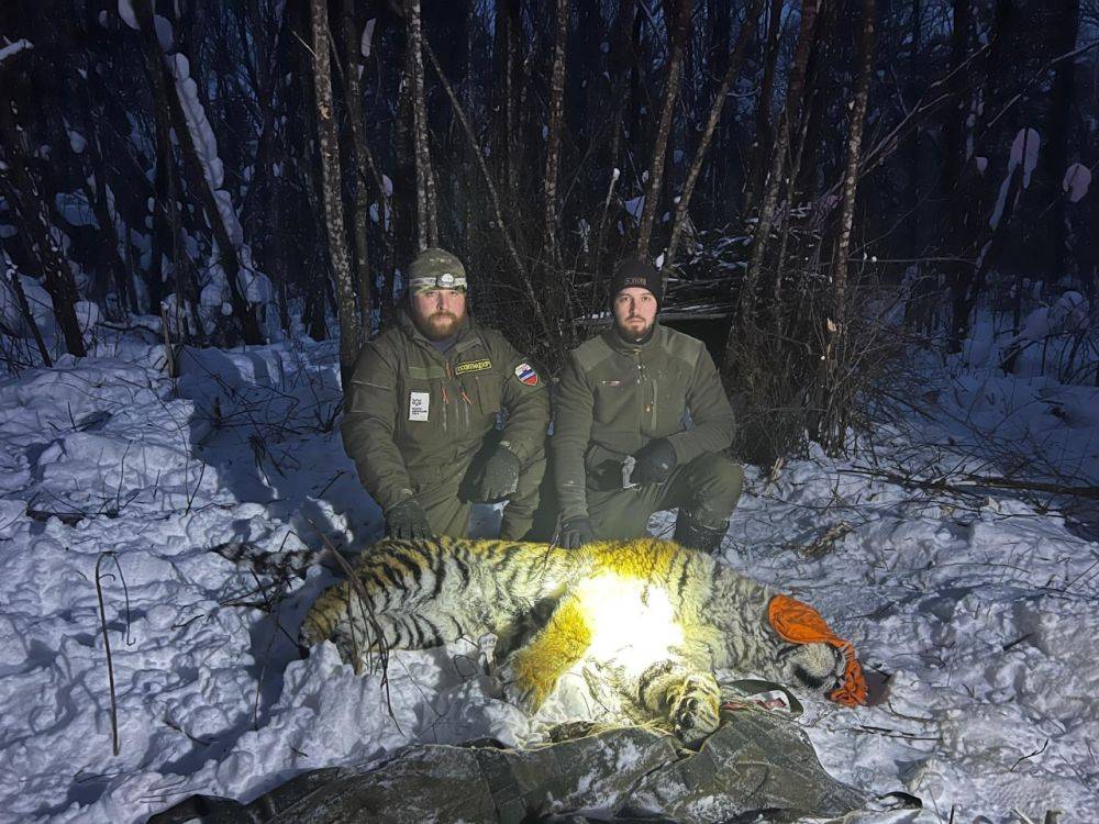 Самку амурского тигра отловили в окрестностях поселка Солонцового