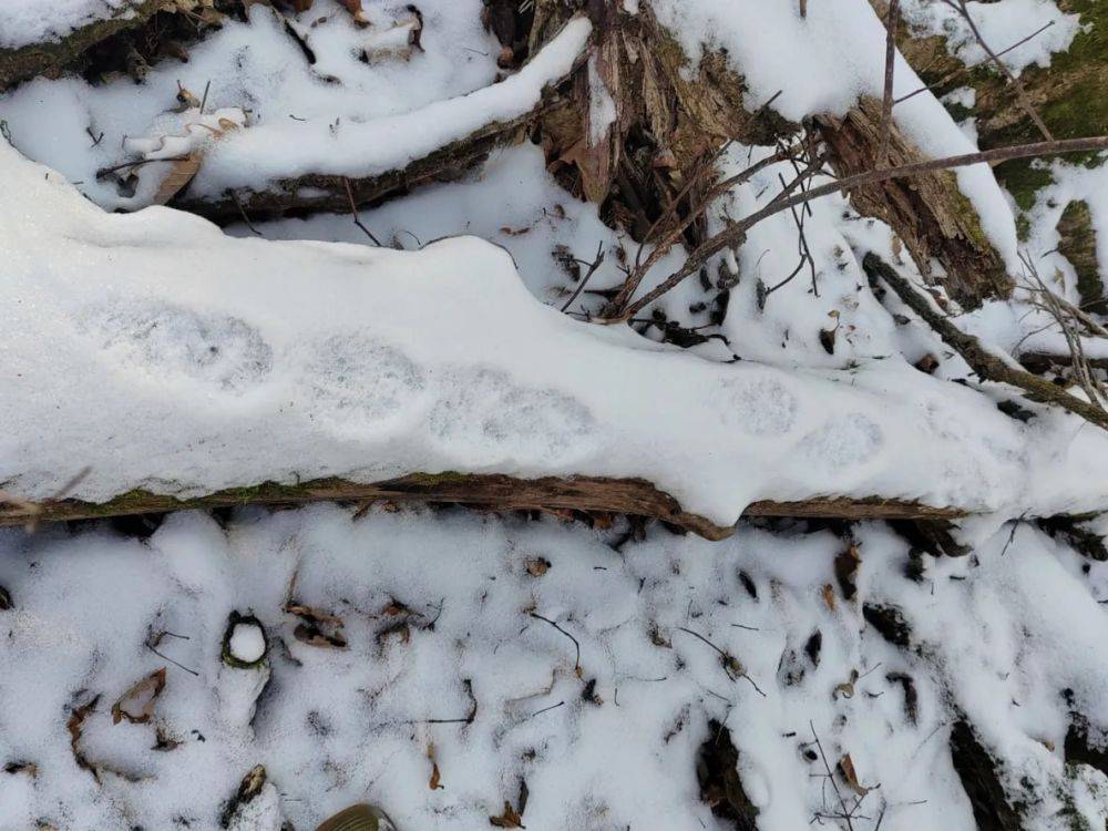 Заповедник в пригороде Хабаровска обживает тигриная династия