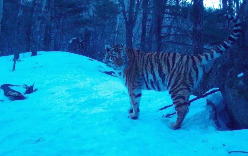 Заповедник в пригороде Хабаровска обживает тигриная династия