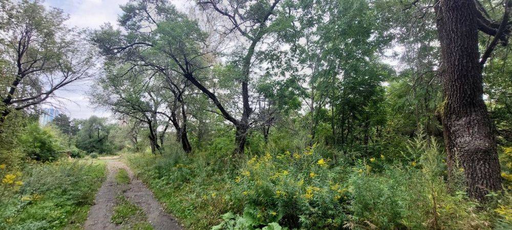 В Хабаровске прокуратура направила в суд уголовное дело о мошенничестве при отчуждении муниципальных земельных участков