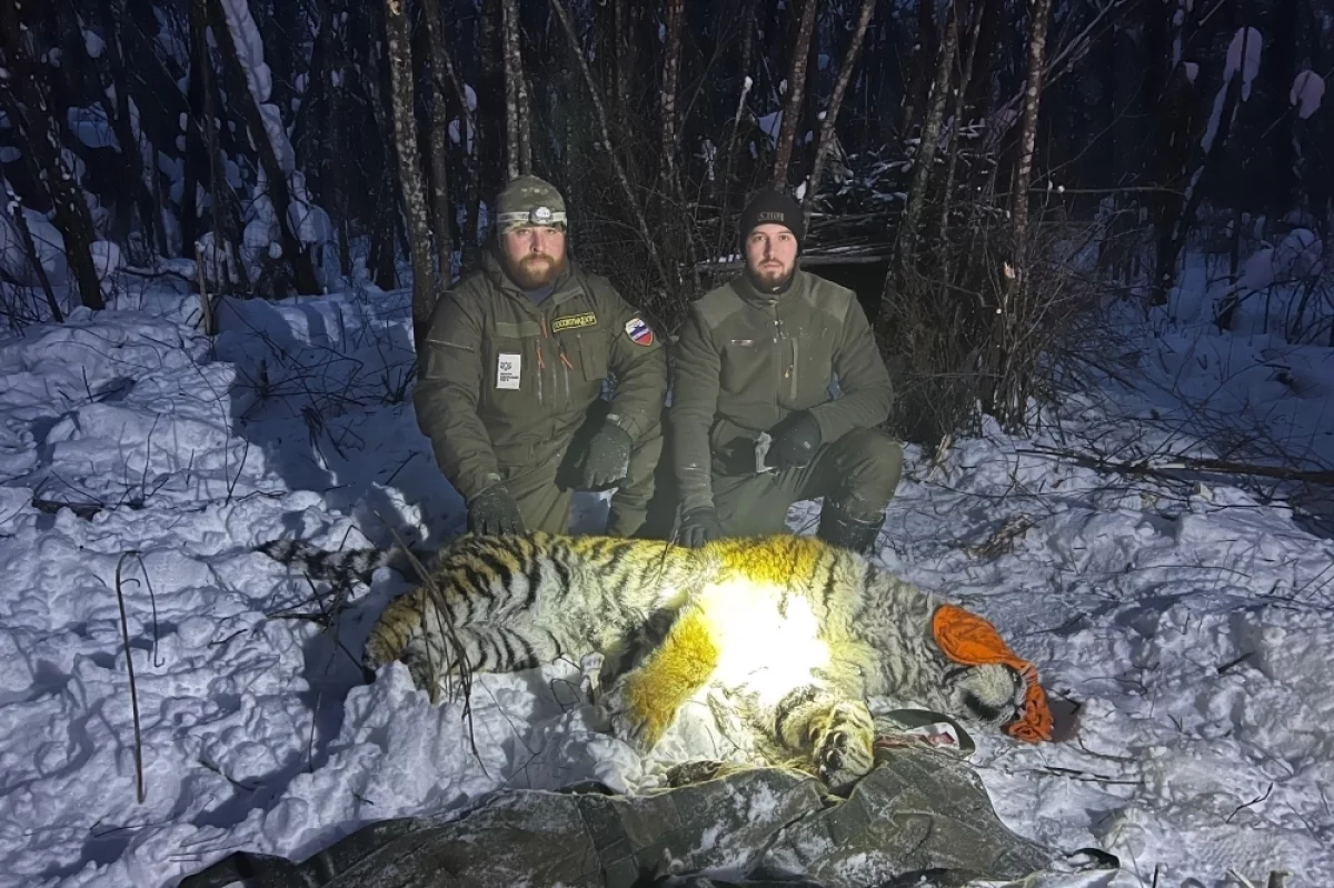 Ещё одну конфликтную тигрицу отловили в Хабаровском крае0