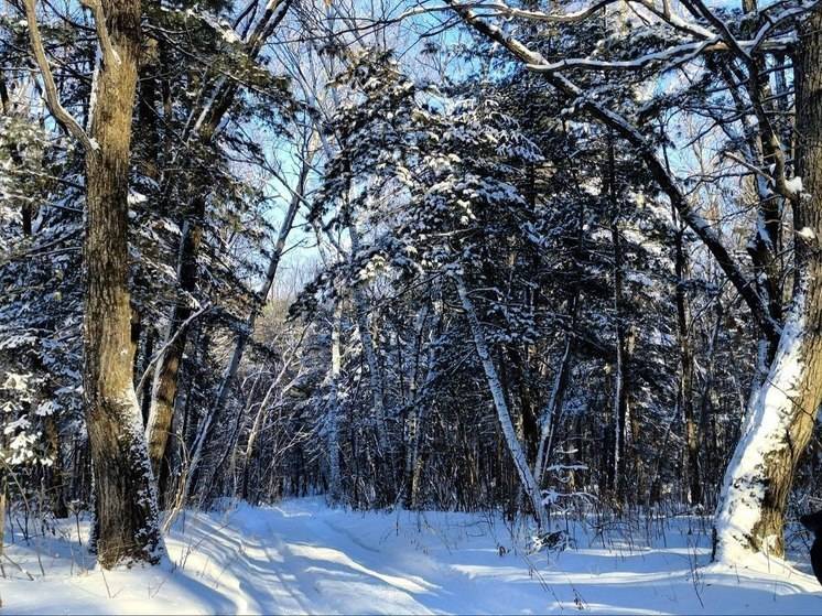 Очередного лесоруба поймали в одном из лесничеств Амурской области