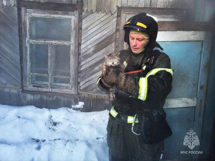 Огнеборцы спасли кота из горящего дома в Амурской области1